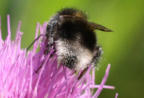 Bombus hortorum